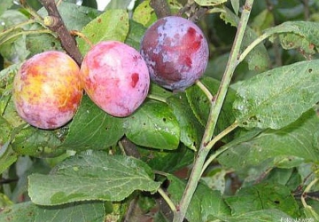 Aed-ploomipuu 'Julius' (Prunus domestica)