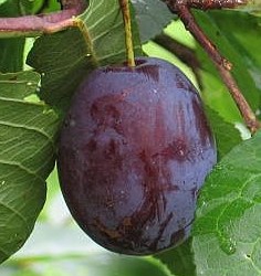 Aed-ploomipuu 'Kadri' (Prunus domestica)