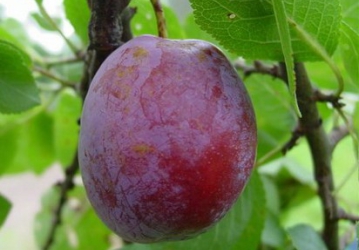 Aed-ploomipuu ‘President’ (Prunus domestica)
