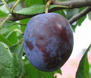 Aed-ploomipuu ‘Liisu’ (Prunus domestica)