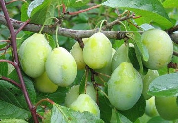 Aed-ploomipuu ‘Liivi kollane munaploom’ (Prunus domestica)