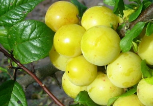 Aed-ploomipuu 'Mara' (Prunus domestica)