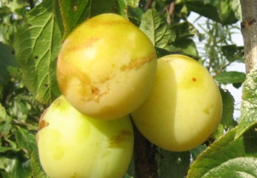 Aed-ploomipuu ‘Oullinsi Renklood’ (Prunus domestica)