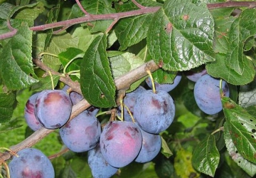 Aed-ploomipuu ‘Perdrigon’ (Prunus domestica)