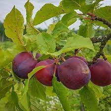 Aed-ploomipuu 'Polli varane' (Prunus domestica)