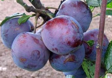 Aed-ploomipuu Renklood Haritonovi (Prunus domestica)