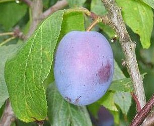 Aed-ploomipuu ‘Imperial’ (Prunus domestica) (sammas)