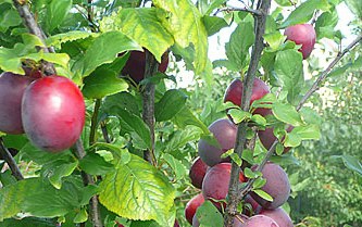 Aed-ploomipuu ‘Sammasploom’ (Prunus domestica)