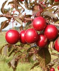 Aed-ploomipuu 'Spidola' (Prunus domestica)