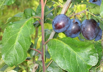 Aed-ploomipuu ‘Suhkruploom’ (Prunus domestica)