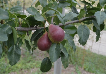 Aed-pirnipuu ‘Summercrisp’ (Pyrus communis L.)