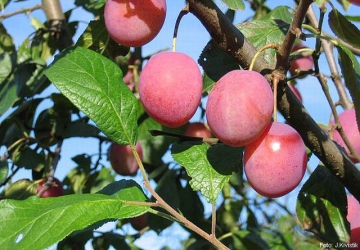 Aed-ploomipuu ‘Victoria’ (Prunus domestica)
