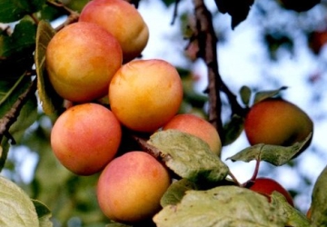 Aed-ploomipuu ‘Vilmitar’ (Prunus domestica)