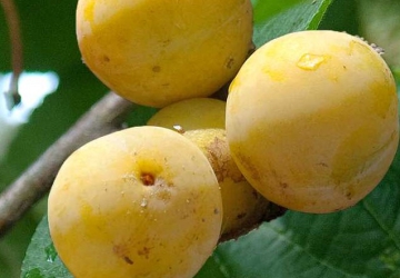 Aed-ploomipuu ‘Ontario’ (Prunus domestica)
