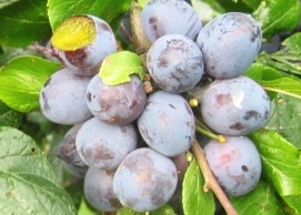 Harilik kreegipuu ‘Heljo Kreek’ (Prunus inisititia)