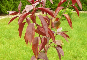 Punaseleheline virsikupuu (Prunus persica)