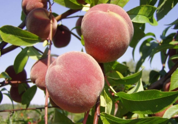 Harilik virsikupuu ‘Sotsnõi’ (Prunus persica)