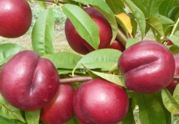 Nektariin ‘Harco’ (Prunus persica var. nucipersica)