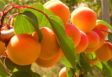 Aprikoosipuu ‘Tiina’ (Prunus armeniaca)
