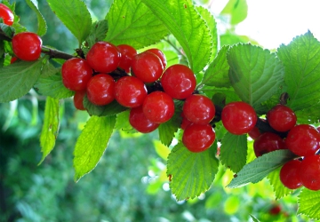 Viltkirsipuu (Prunus tomentosa)