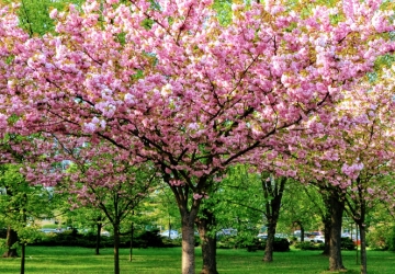 Kolmehõlmaline mandlipuu (Prunus trilob)