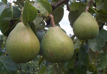 Aed-pirnipuu ‘Belorusskaja pozdnjaja’ (Pyrus communis L.)