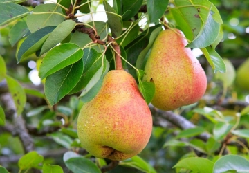 Aed-pirnipuu ‘Clap‘s favorite’ (Pyrus communis L.)