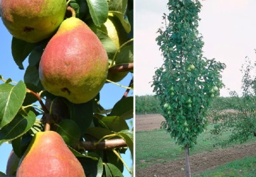 Aed-pirnipuu ‘Decora’ (Pyrus communis L.)