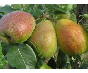 Aed-pirnipuu ‘Vasarine Sviestine’ (Pyrus communis L.)