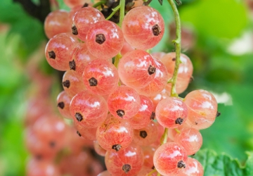 Punane sõstar ‘Aili’ (Ribes rubrum L.)