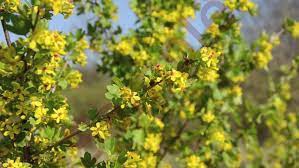 Kuldsõstar (Ribes aureum)