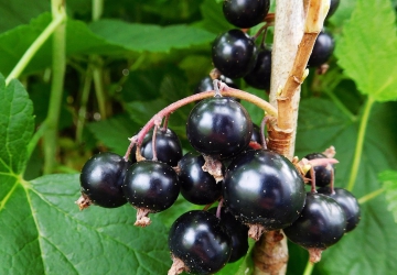Must sõstar ‘Ben Tirran’ (Ribes nigrum L.)