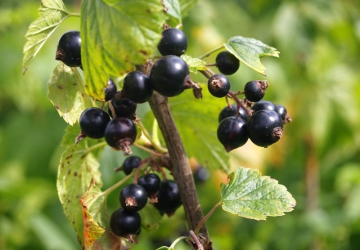 Must sõstar ‘Bogatõr’ (Ribes nigrum L.)