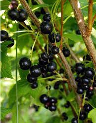 Must sõstar ‘Lentjai’ (Ribes nigrum L.)