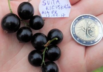 Must sõstar ‘Sjuita Kiievska’ (Ribes nigrum L.)