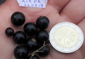Must sõstar ‘Mairi’ (Ribes nigrum)