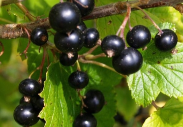 Must sõstar 'Varmas' (Ribes nigrum L.)