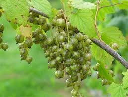 Roheline sõstar 'Venny' (Ribes nigrum)