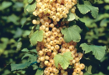 Valge sõstar 'Suur Valge' (Riber rubrum)