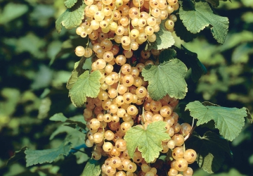 Valge sõstar 'Bajana' (Ribes rubrum L.)