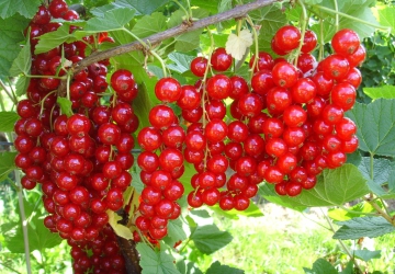Punane sõstar ‘Jonhkeer van Tets’ (Ribes rubrum L.)