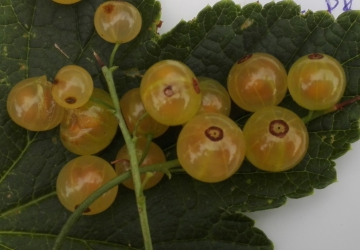 Valge sõstar ‘Hele’ (Ribes rubrum L:)