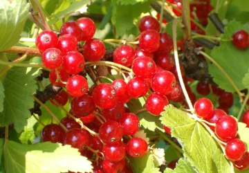 Punane sõstar ’Rolan’ (Ribes rubrum L.)