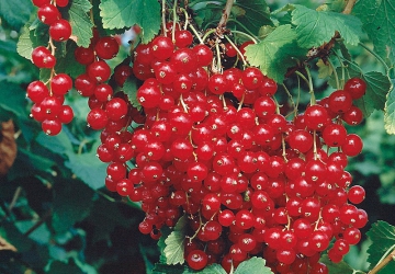 Punane sõstar ‘Roodneus’ (Ribes rubrum)