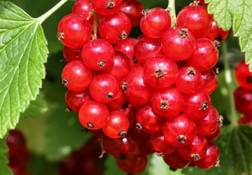 Punane sõstar ‘Rosetta’ (Ribes rubrum L.)