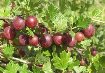 Karusmari 'Capivator' (Ribes uva-crispa L.)