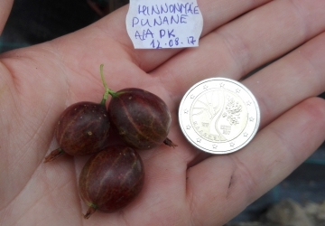 Karusmari ‘Hinnonmäe punane’ (Ribes uva-crispa L.)