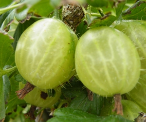 Karusmari ‘Invicta’ (Ribes uva-crispa L.)