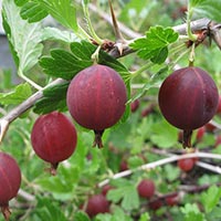 Karusmari ‘Larell’ (Ribes uva-crispa L.)