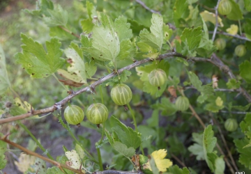 Karusmari ‘Rodnik’ (Ribes uva-crispa L.)